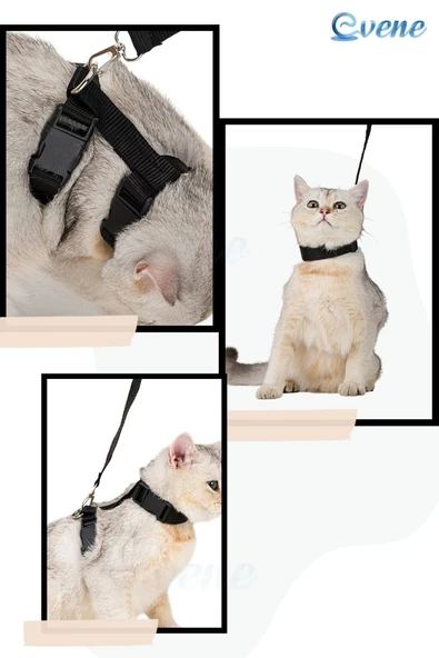Evene Kedi Tasması Kedi Gögüs Bel Ayarlanabilir Tasma Siyah - 8