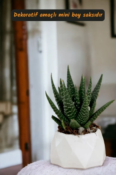 Viselia Kaktüs Saksısı Sukulent El Yapımı Saksı Balkon Çiçek Saksısı Ev Saksısı Saksı Model 7 Beyaz - Resim 2