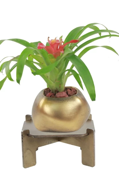 Stein Kohle Ayaklı Saksı Ahşap Büyük Boy 1 Adet Altın Renk Eskitme Uygulamalı Spiral Oval Model ürün görseli 1