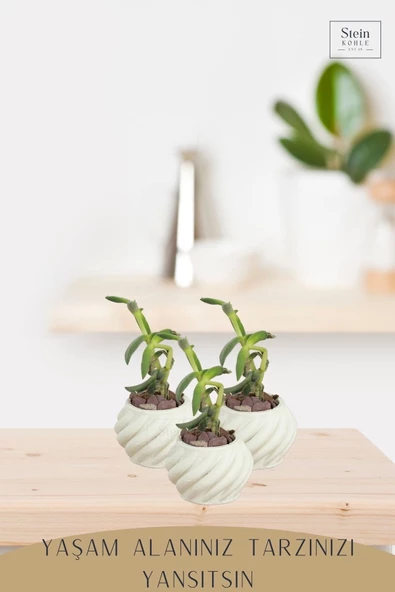 Stein Kohle Dekoratif Saksı Minik Kaktüs Saksısı Beyaz Renk 1 Adet Kalın Çizgili Spiral Model - Resim 3