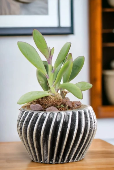 Viselia Kaktüs Saksısı Sukulent El Yapımı Saksı Balkon Çiçek Saksısı Ev Saksısı Saksı Model 13 Gümüş ürün görseli 1