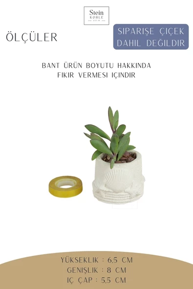 Stein Kohle Dekoratif Saksı Minik Kaktüs Saksısı Beyaz Renk 1 Adet Deniz Ürünlü Model - Resim 2