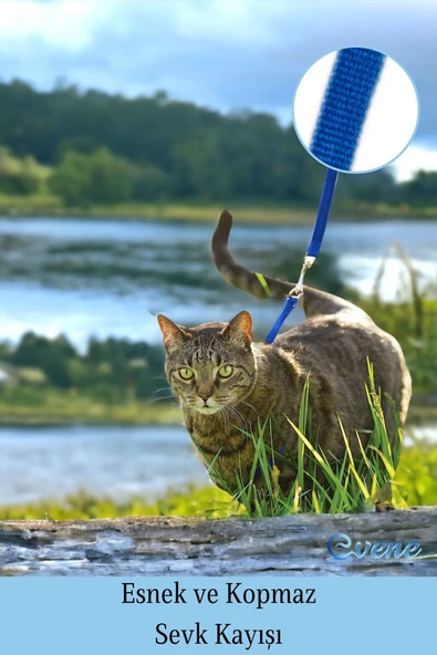 Evene Kedi Tasması Kedi Göğüs Bel Ayarlanabilir Dayanıklı Sağlam Tasma 1 cm İnce Kolon Mavi - 4