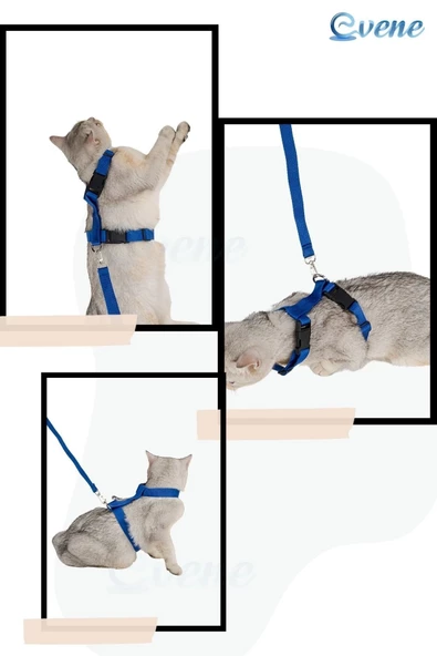 Evene Kedi Tasması Kedi Göğüs Bel Ayarlanabilir Dayanıklı Sağlam Tasma Mavi - Resim 8
