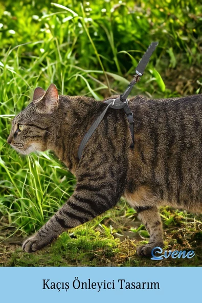 Evene Kedi Tasması Kedi Göğüs Bel Ayarlanabilir Dayanıklı Sağlam Tasma 1 cm İnce Kolon Gri - 2