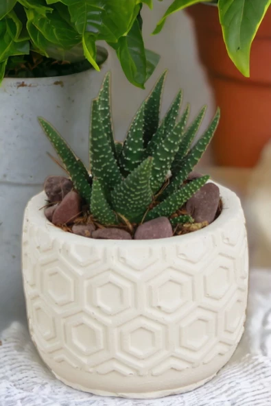 Kaktüs Saksı Dünyası El Yapımı Saksı Beyaz Dekoratif Saksı Küçük Boy Model 2 ürün görseli 1