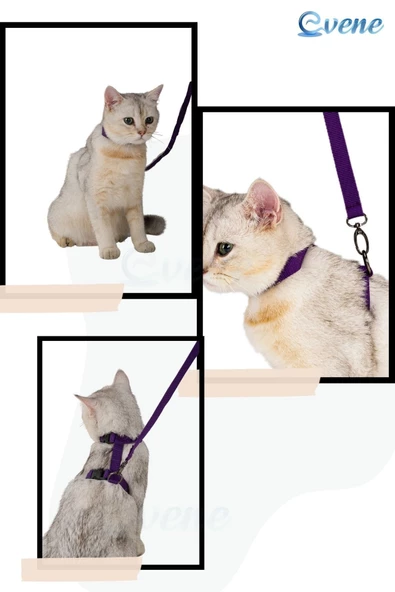 Evene Kedi Tasması Kedi Gögüs Bel Ayarlanabilir Tasma Mor 2cm - Resim 8