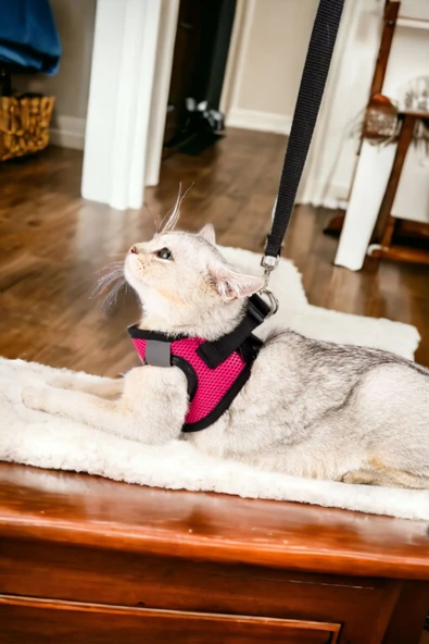 Viselia Kedi Tasması Göğüs Boyun Tasma Sevk Kayışlı Terletmeyen Nefes Alan Kumaş Reflektörlü Pembe S Beden ürün görseli