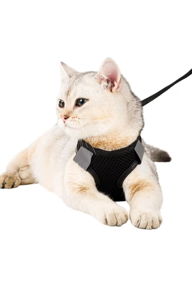 Pandogo Siyah Kedi Tasması M Beden Sevk Kayışlı Terletmeyen Nefes Alan Reflektörlü Paris