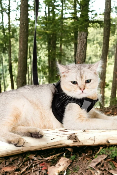 Viselia Siyah Kedi Tasması S Beden Sevk Kayışlı Terletmeyen Nefes Alan Reflektörlü Paris ürün görseli 1