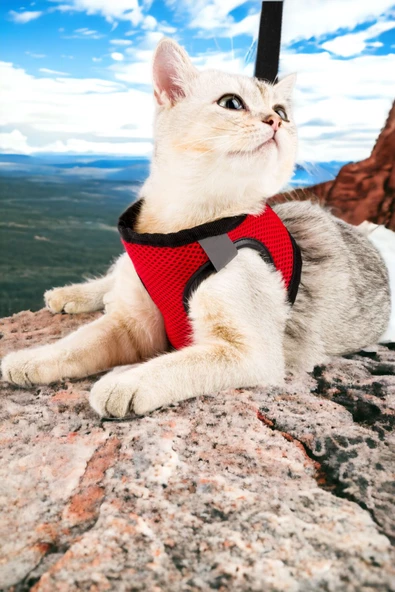 Viselia Kedi Tasması Göğüs Boyun Tasma Sevk Kayışlı Terletmeyen Nefes Alan Kumaş Reflektörlü Kırmızı M Beden
