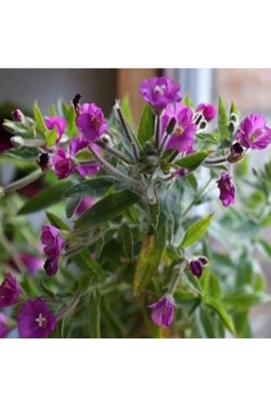 Yakı Otu 250 Gr, Lokman Aktar - 5