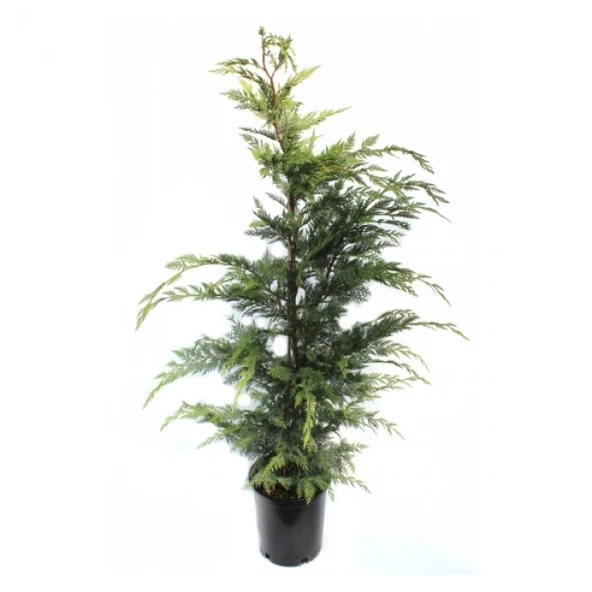 Leylandi Çam Fidanı Cupressocyparis Leylandii 50-100 cm ürün görseli