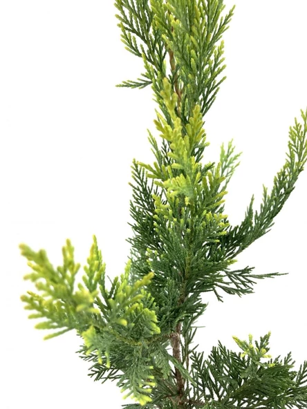 Leylandi Çam Fidanı Cupressocyparis Leylandii 50-100 cm - Resim 4