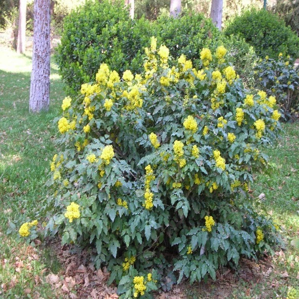 Herdem Yeşil Soğuklara Dayanıklı  Mahonya Ağacı Fidanı