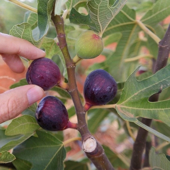 Tüplü Saksıda Yetiştiriciliğe Uygun Ficus carica Ronde de Bordeaux İncir Fidanı ürün görseli