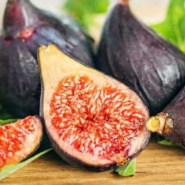 Tüplü Saksıda Yetiştiriciliğe Uygun Ficus carica Ronde de Bordeaux İncir Fidanı - Resim 2