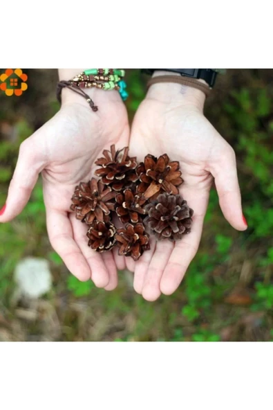 Yenigeldi 6'lı Kozalak Süs, Çam Ağacı Süsü, Yılbaşı Süsü Kozalak - 4