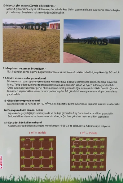 Zoysia çim - 3