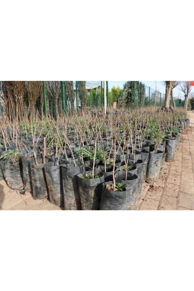 Turhan Çelik Tüplü Antep Fıstığı Fidanı (5 Adet ) - Resim 2