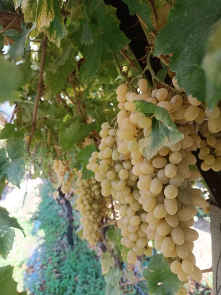 ÇGS - SIVI ORGANOMİNERAL GÜBRE - 4