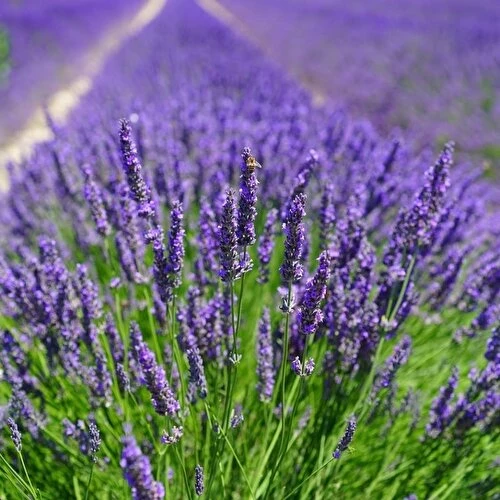 Lavanta Fidanı 15-25 Cm Lavandula İntermedia