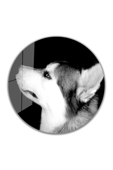 Kurt Yuvarlak Dekoratif ve Modern Cam Tablo 4mm Dayanıklı Temperli Cam