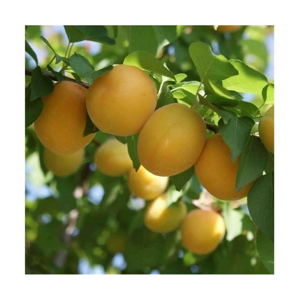 Mimoza Bitki Market Iğdır Şalak Kayısı Fidanı Aşılı Açık Kök 50-120 cm