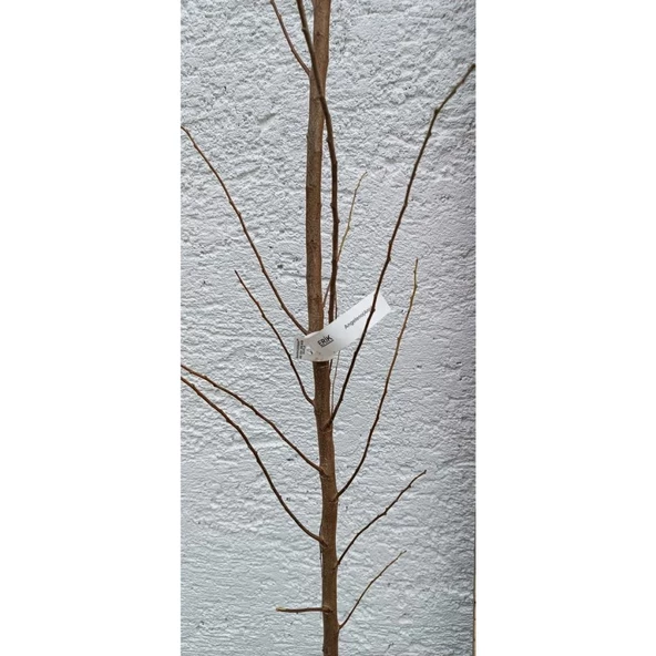 Anjelika (Anjelo) Erik Fidanı Büyük Erik Fidanı 50-100 cm - 2