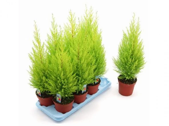 Limon Servi Çamı 1 Adet Saksılı 30-60 Cm ürün görseli