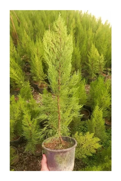 Limon Servi Çamı 1 Adet Saksılı 30-60 Cm - Resim 3