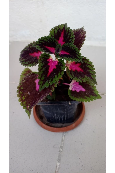 Karışık Renk Yaprağı Güzel Çiçeği 10-20 cm ürün görseli