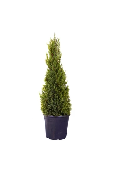 Limon Servi Çamı 1 Adet Saksılı 30-60 Cm - Resim 2