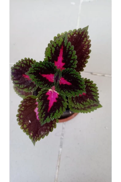 Karışık Renk Yaprağı Güzel Çiçeği 10-20 cm - Resim 2