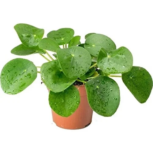 Pilea Peperomioides Çin Para Bitkisi Ev Ofis Salon Bitkisi 10-20 cm