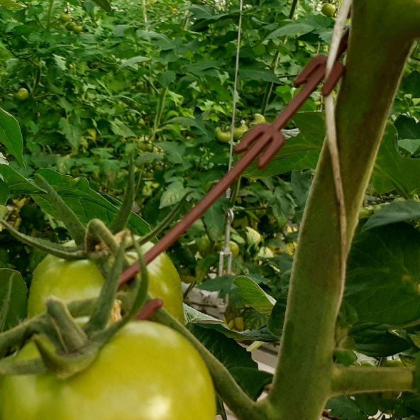 SALKIM TUTUCU( J BASTON ) DESTEK RENKLİ 1000 Adetli - Resim 3