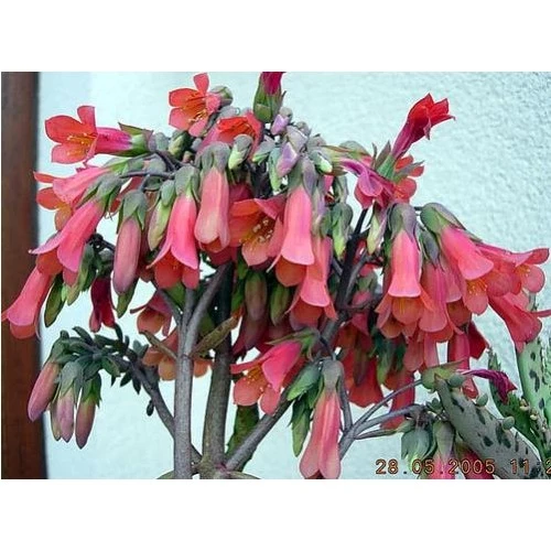 Mother Of Millions Aşkın Gözyaşı Çiçeği Fidanı 10-20 cm - 2