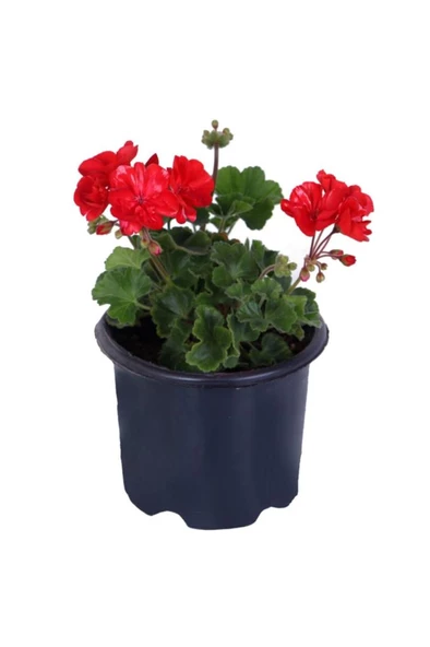 Alev Kırmızı Renk 10-20 cm Sardunya Çiçeği Saksı'da Pelargonium ürün görseli