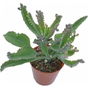 Mother Of Millions Aşkın Gözyaşı Çiçeği Fidanı 10-20 cm