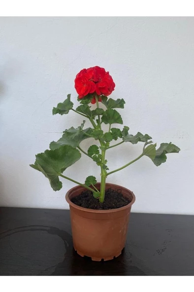 Kırmızı Sardunya Çiçeği Fidesi 10-20 cm - 2