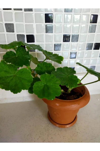 Mercan Kırmızı Sardunya Fidesi 10-20 cm - Resim 2