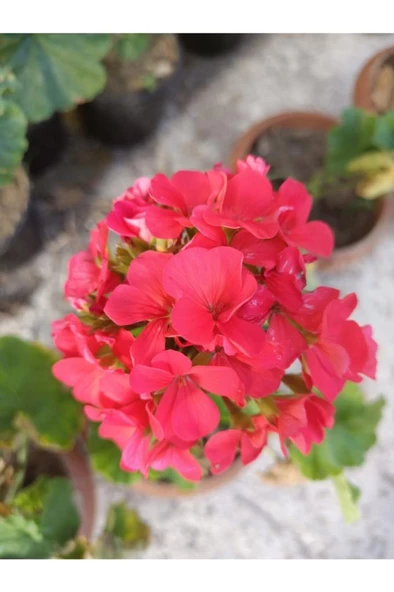 Mercan Kırmızı Sardunya Fidesi 10-20 cm - Resim 3