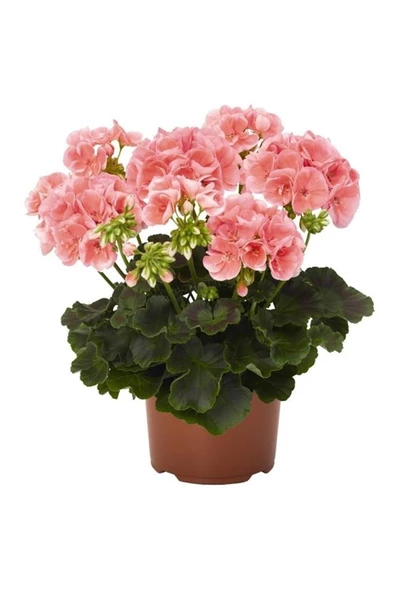 Açık Pembe Sardunya Çiçeği Fidesi Fidanı 10-20 cm - Resim 2