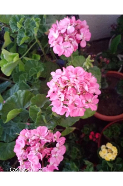 Pink Pembe Sardunya Çiçeği Fidesi 10-20 cm - 2