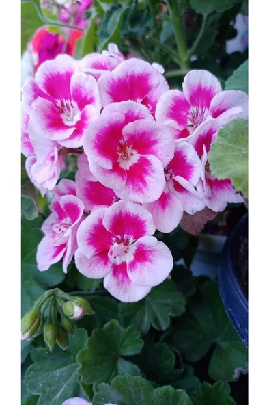 Ultra Pembe Beyaz Sardunya Çiçeği Fidesi 10-20 cm - Resim 2