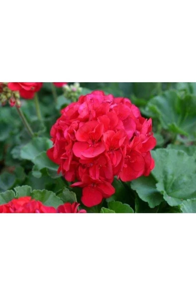 Kiraz Kırmızı Sardunya Çiçeği Fidesi 10-20 cm - 3