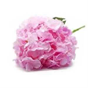 İran Gül Pembe Sardunya Çiçeği Fidesi 10-20 cm