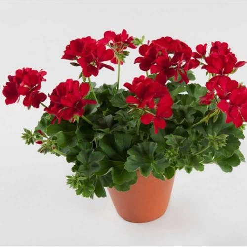 Karmen Kırmızı Sardunya Çiçeği Fidesi 10-20 cm ürün görseli