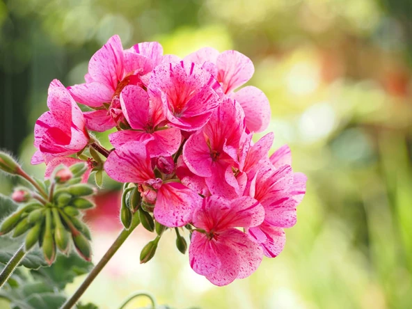 Şeker Pembe Sardunya Çiçeği Fidesi 10-20 cm