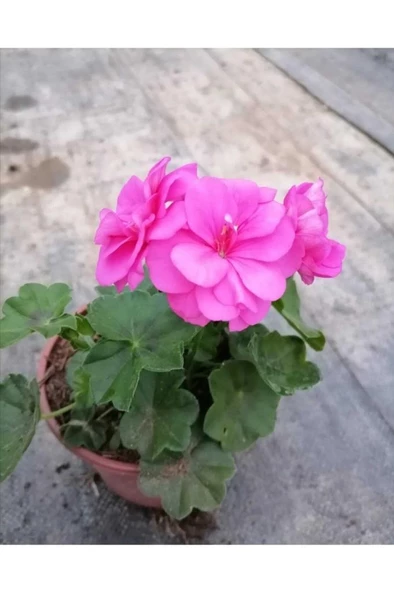 Shocking Pembe Sardunya Çiçeği Fidesi 10-20 cm - 1